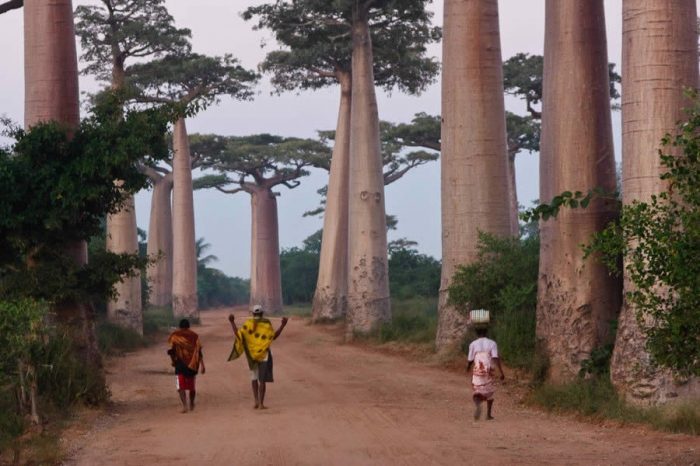 Тропический Мадагаскар