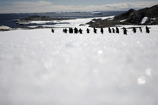 Прогулки по Антарктиде