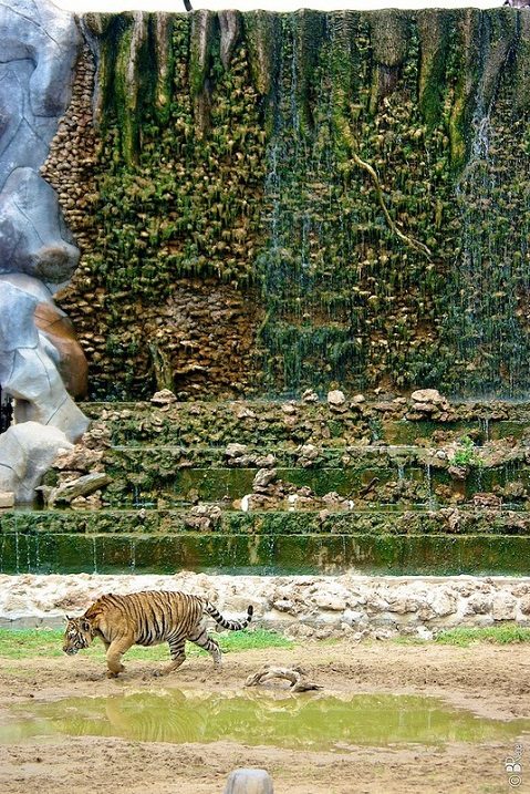 Таиланд, Храм тигров