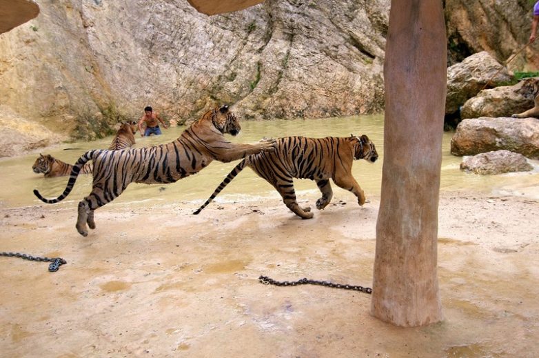 Таиланд, Храм тигров