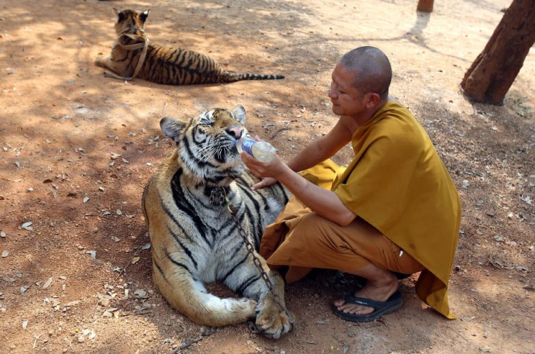 Потрясающий Храм Тигров в Таиланде