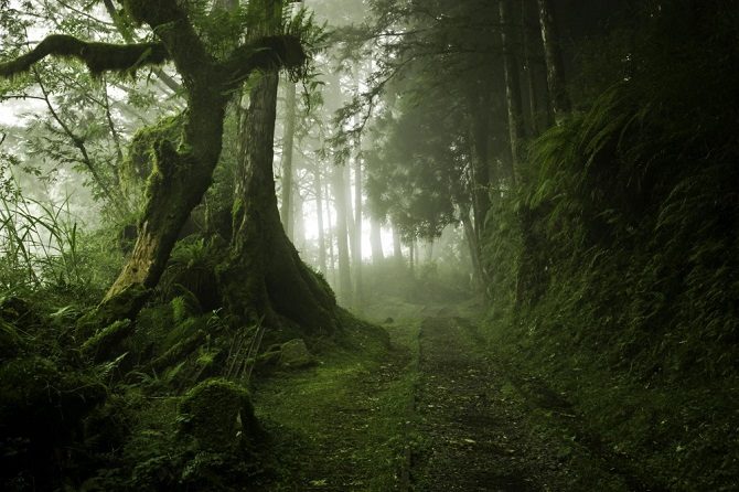 Мистические леса, в которых хочется заблудиться