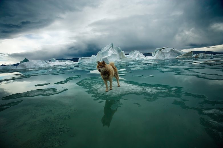 Исчезающая Арктика