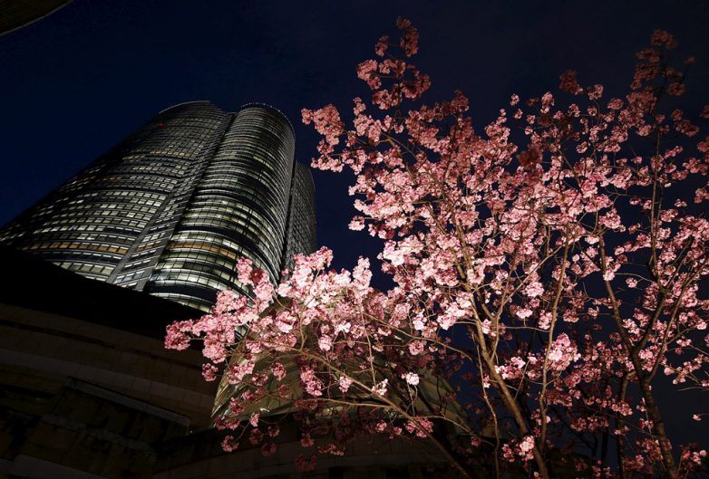 Япония: сакура цветет