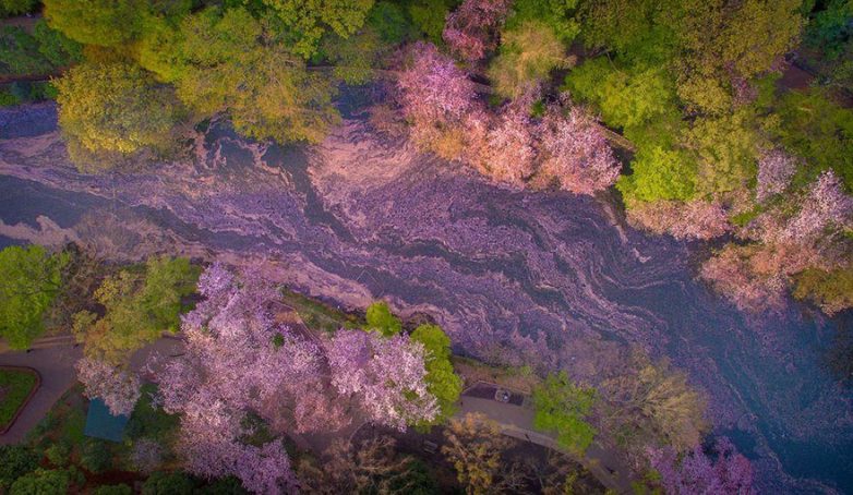 Сказочные цветочные реки