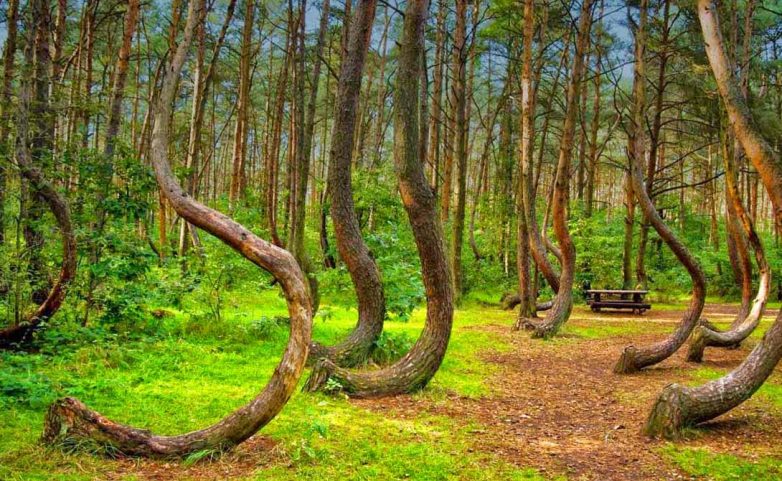 фантастические леса Земли