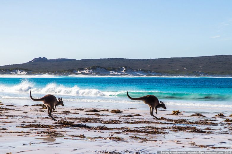 Кенгуру на пляже - это Австралия!