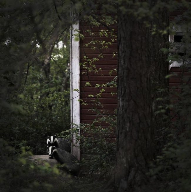 Мрачная прелесть одиноких лесных домиков