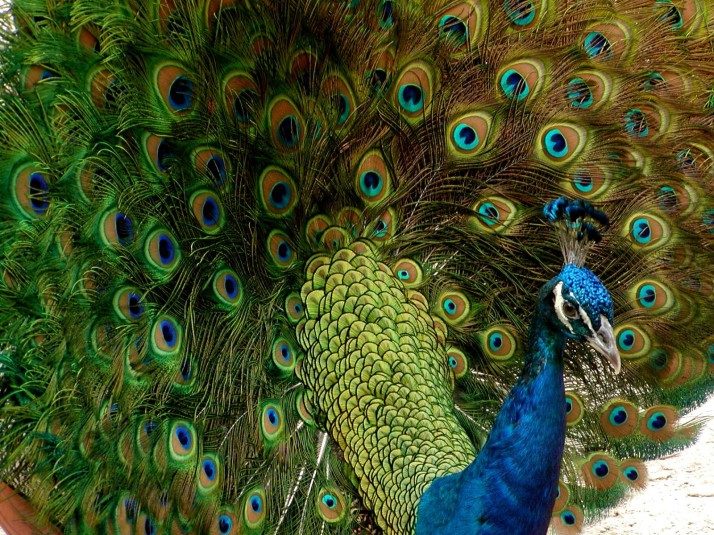 10 самых красивых птиц мира