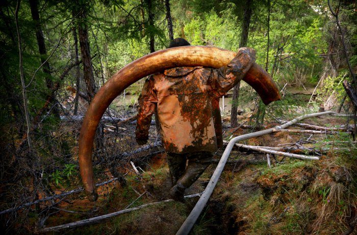 Охота за бивнями мамонта в Сибири