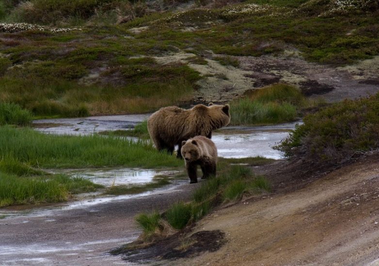 5 лучших мест обитания бурых медведей, где на них можно посмотреть в естественной среде обитания