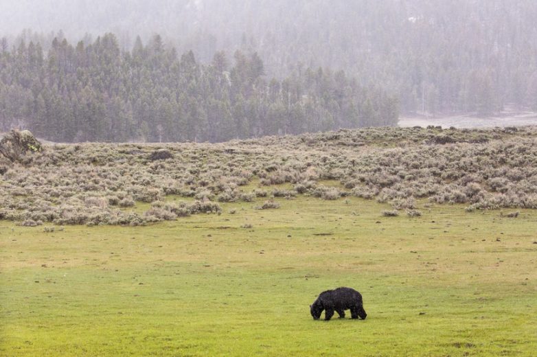 5 лучших мест обитания бурых медведей, где на них можно посмотреть в естественной среде обитания
