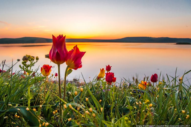 Дикие тюльпаны в Крыму