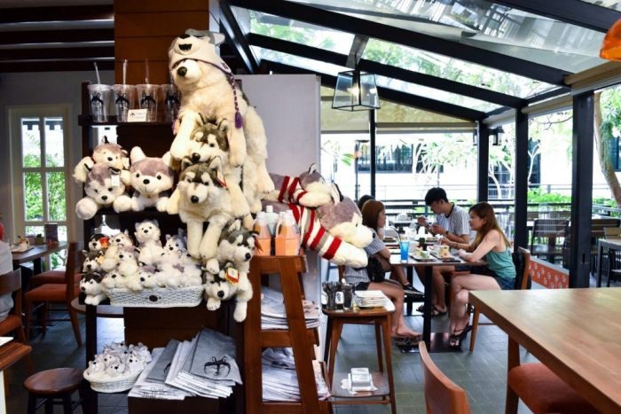 Очаровательная достопримечательность Бангкока: кафе с хаски