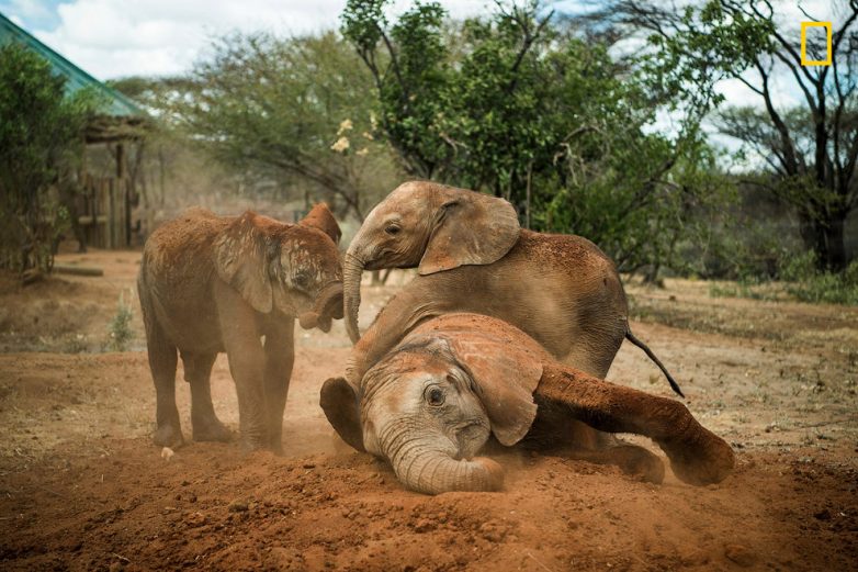 Кения: слоновий приют