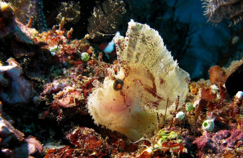 Индонезия: удивительный подводный зоопарк