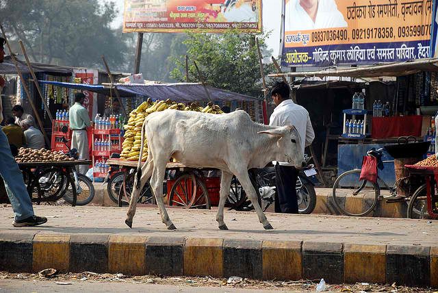Коровы: священные животные или бич индийских улиц?