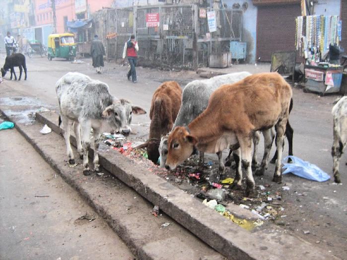 Коровы: священные животные или бич индийских улиц?