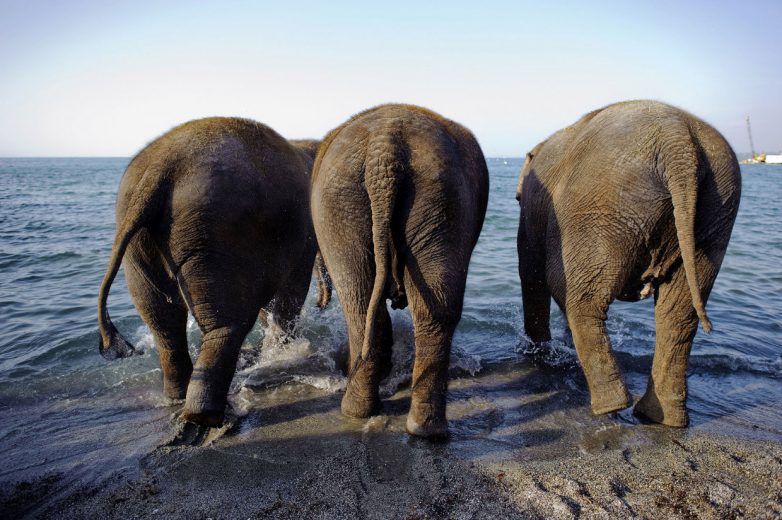 Всемирный день слонов - 2017: фотоотчёт