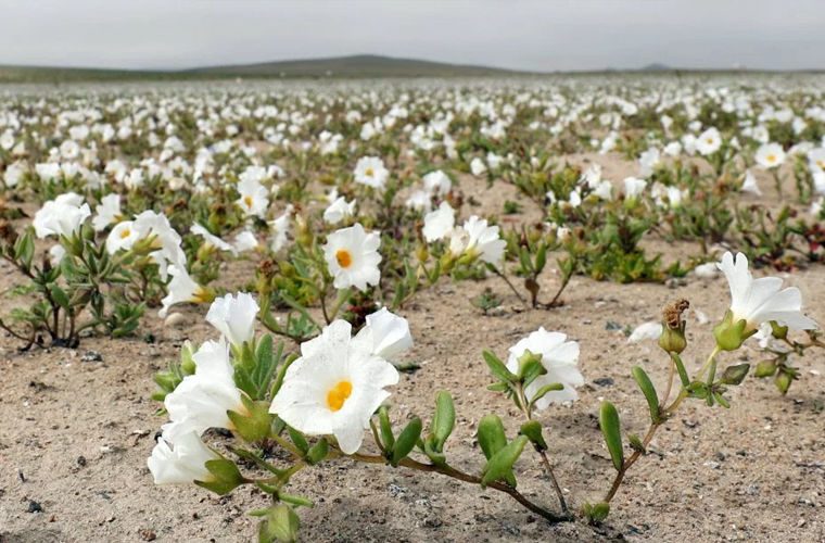 Природа сошла с ума: цветы в пустыне