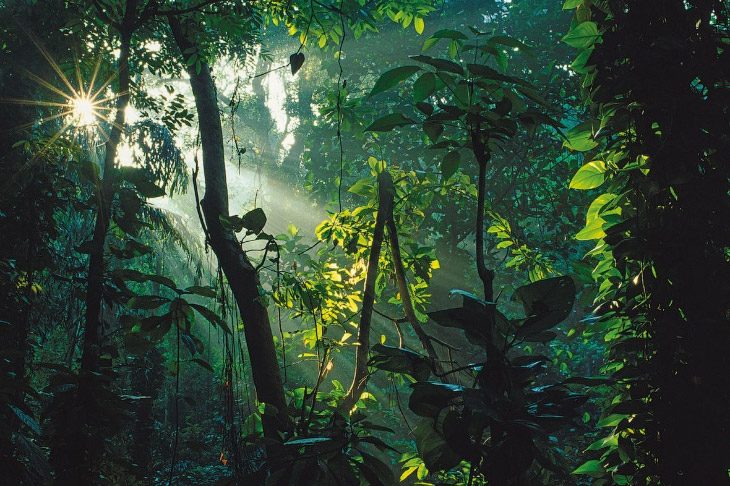 Закон джунглей: удивительная дикая Индия