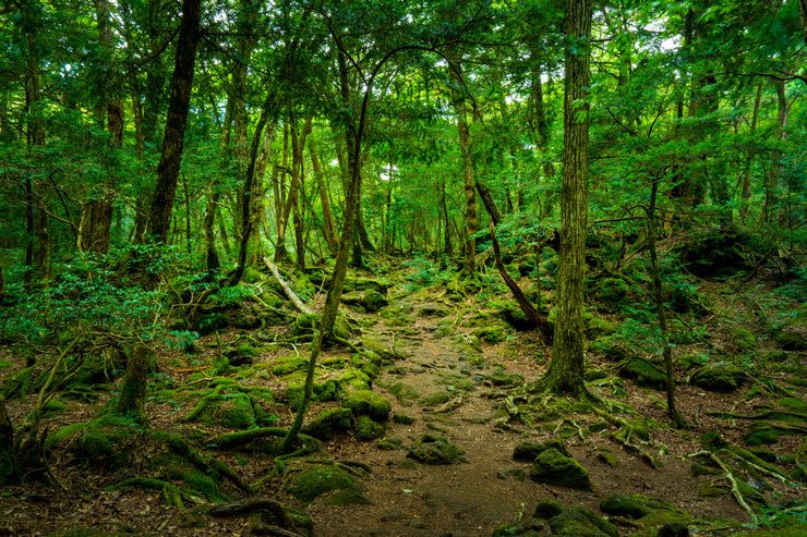 Там леший бродит: 6 самых мистических и страшных лесов на планете