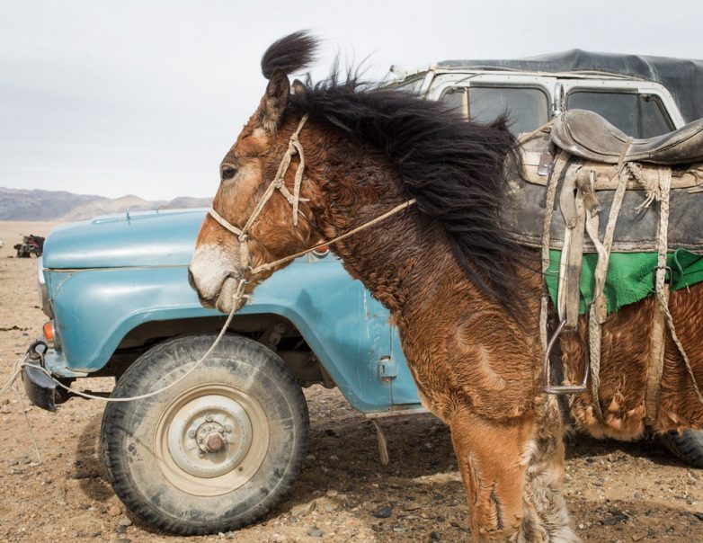 Жизнь в седле: удивительная Монголия на снимках австралийского фотографа, переехавшего в степь на ПМЖ