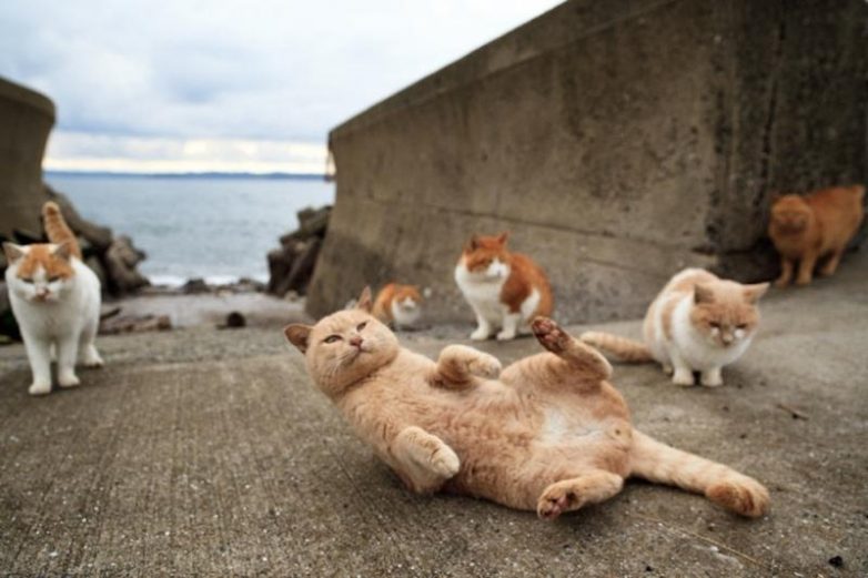 Котиковый рай в Японии