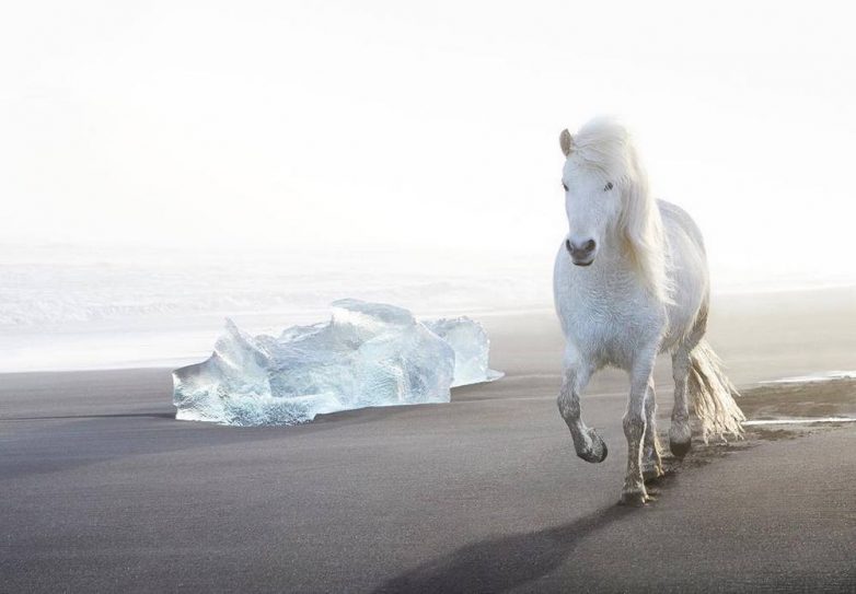 Очаровательные лошадки на исландских просторах