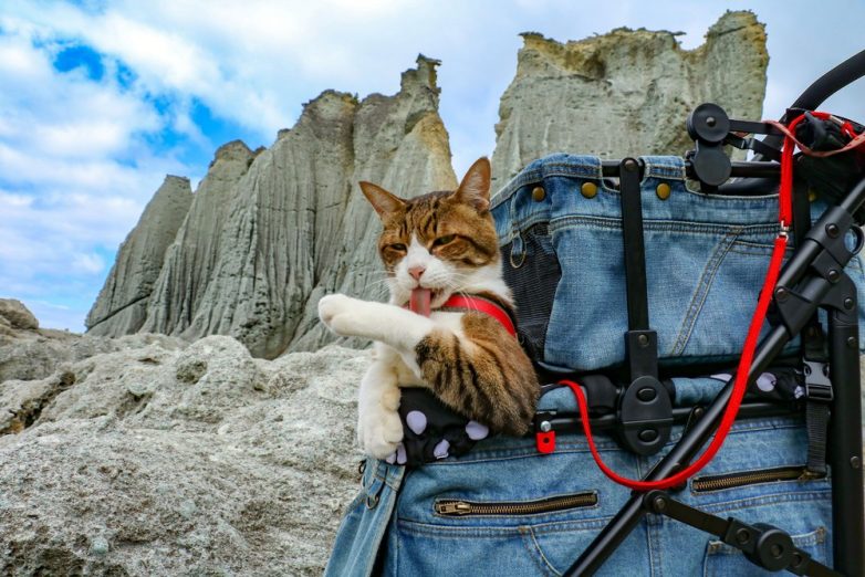 Лучше путешествий по Японии может быть только путешествие по Японии с кошками!