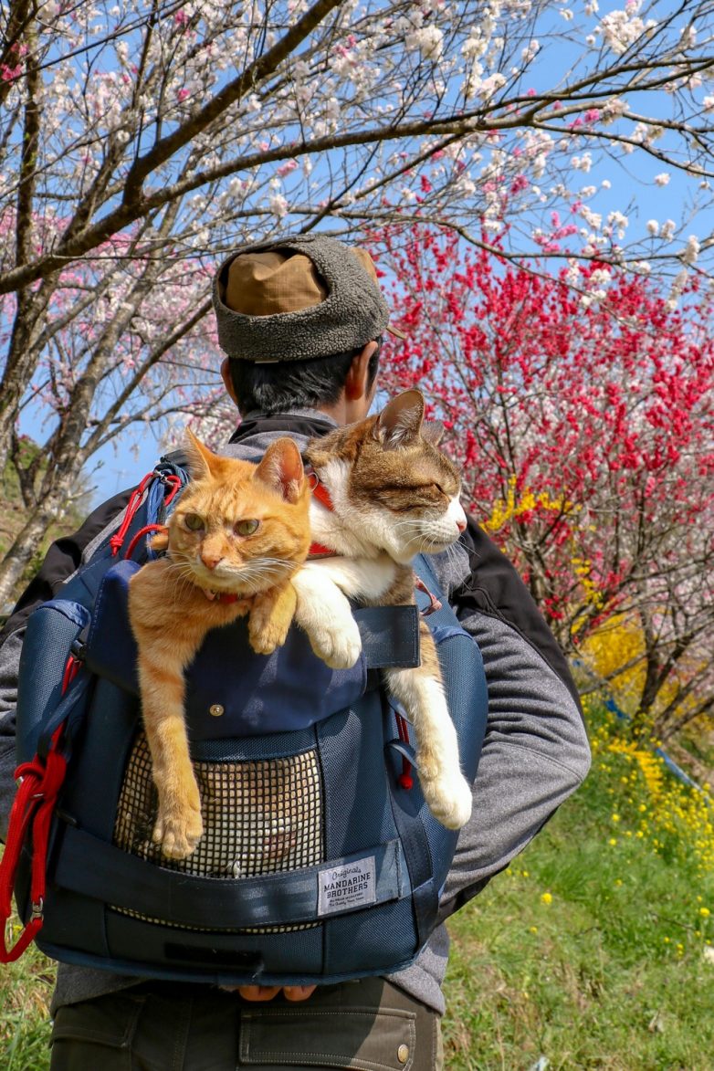 Кошки путешественники