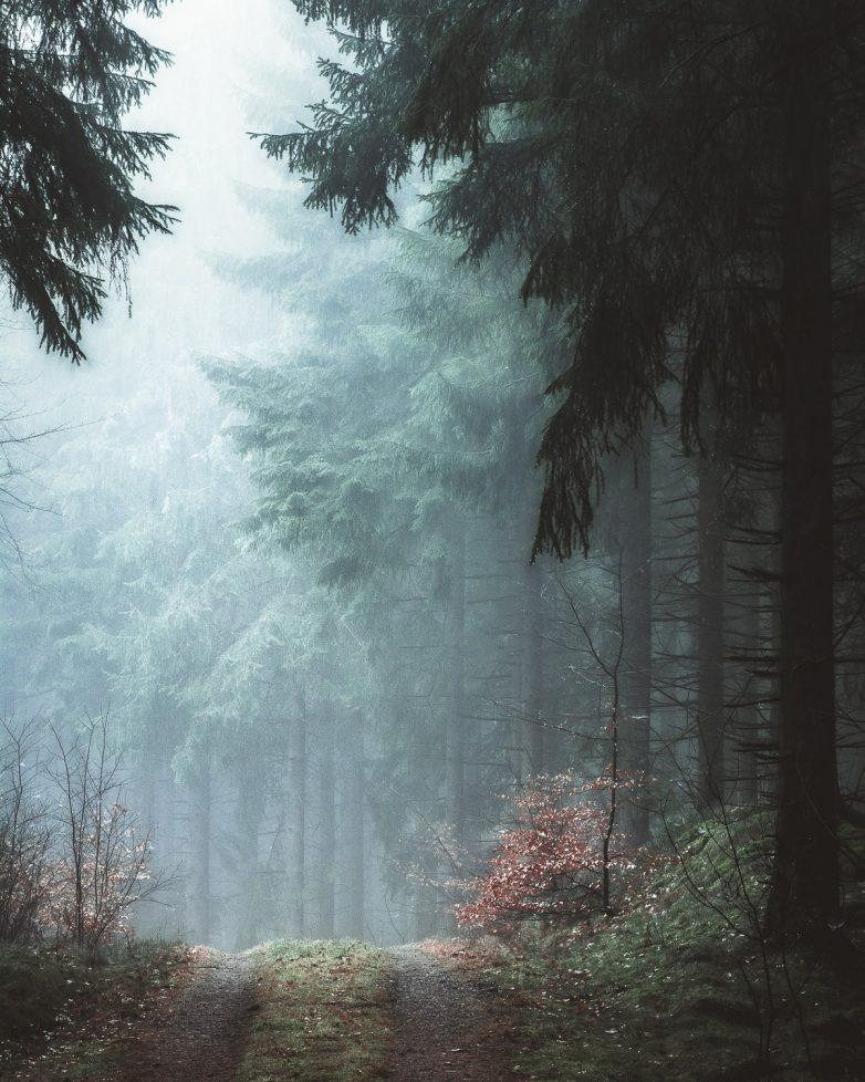Мистические леса, от одного вида которых захватывает дух
