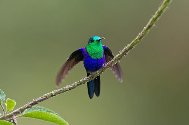 Колумбийские птахи на снимках Фернандо Агудело