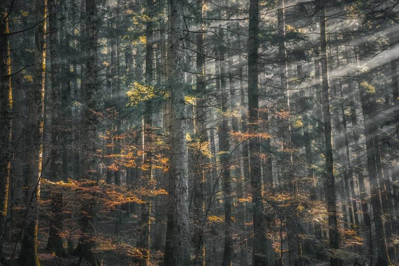 Самые красивые леса планеты на волшебных снимках Мануэло Бечекко
