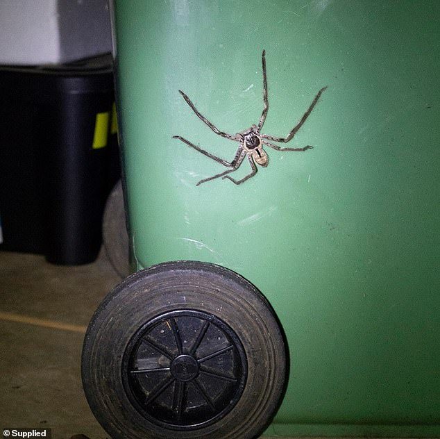 Обычные будни Австралии: гигантский паук заблокировал вход в жилище