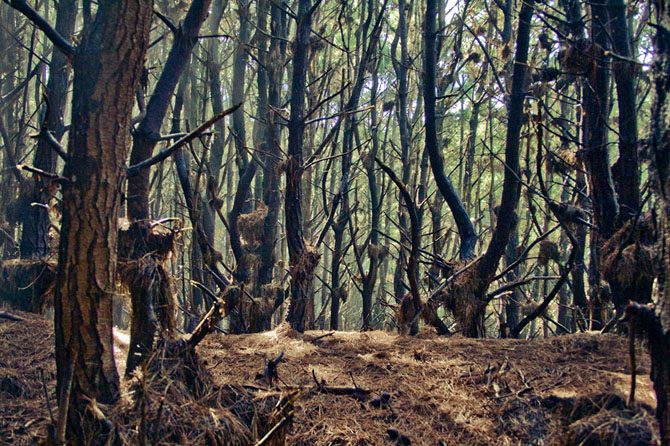 Воистину эльфийские леса Новой Зеландии