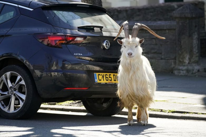 Минутка позитива: нашествие горных коз в уэльском городке