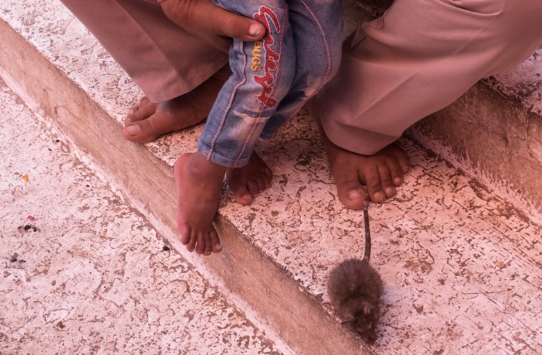 Пожалуй, самое мерзкое святилище в мире: крысиный рай в Индии