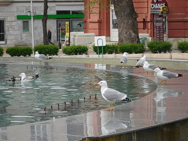 13 особенностей жизни в Болгарии, которые шокируют приезжих