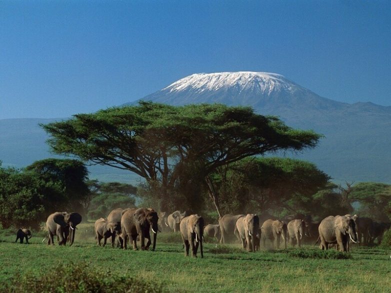 Тающие льды Килиманджаро