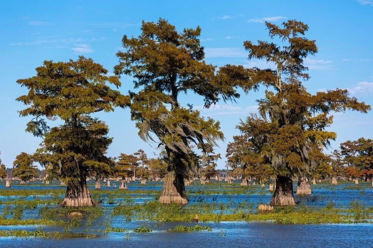 Знакомство с США: путешествие по Луизиане