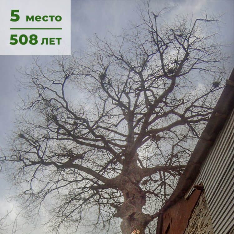 5 самых старых деревьев России