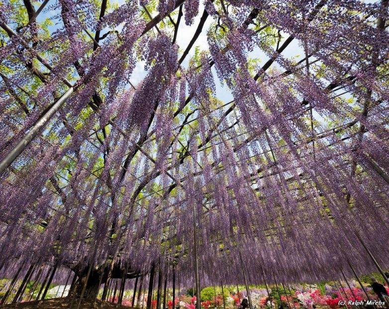 Завораживающее зрелище: цветочный дождь в парке Асикага