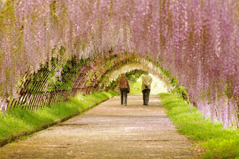 Завораживающее зрелище: цветочный дождь в парке Асикага