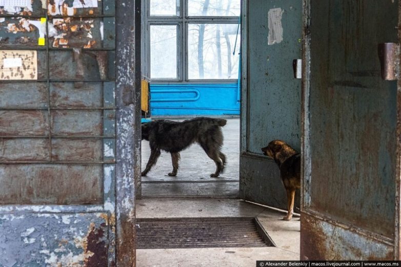 Из первых уст: Чернобыль, зона отчуждения