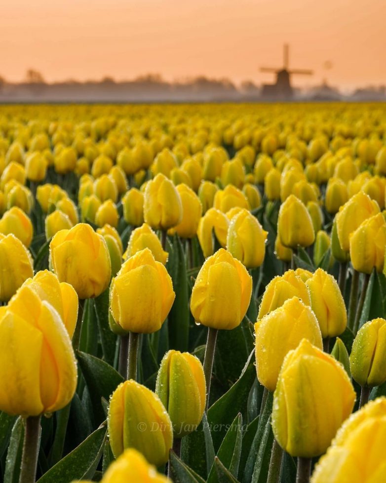 Поля цветущих тюльпанов в Нидерландах, аромат которых дурманит даже через дисплей