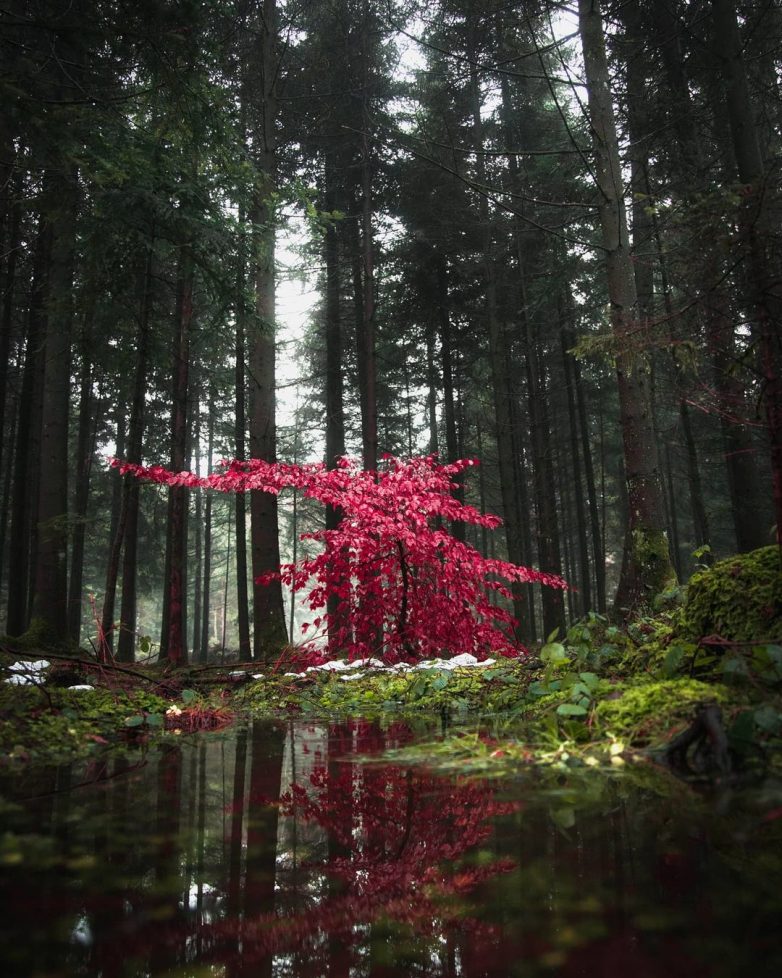 Уникальная природа Швейцарии на снимках Синха Боксбергера