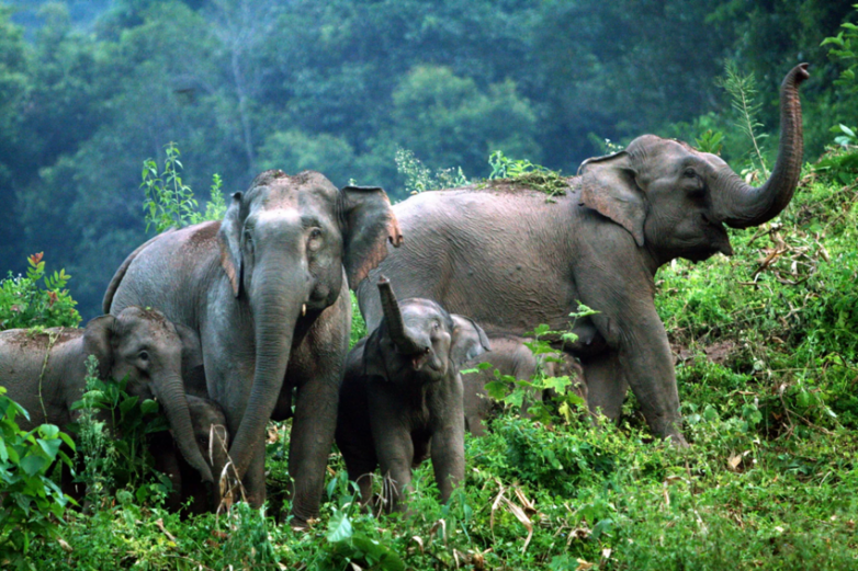 Как индийцы обращаются со слонами