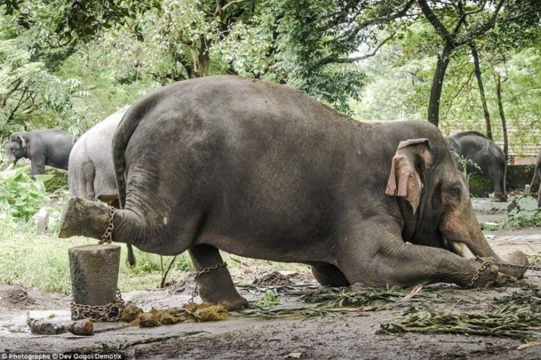 Как индийцы обращаются со слонами
