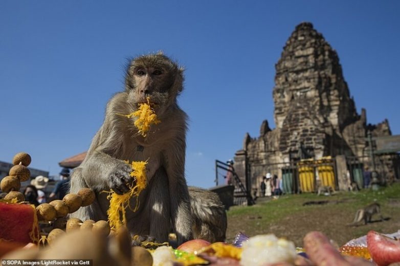 Фестиваль кормления обезьян — колоритная традиция Таиланда